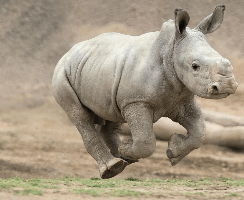 Edward rhino