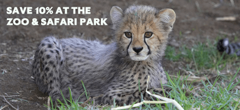 Baby cheetah: Save 10% at the Zoo and Safari Park