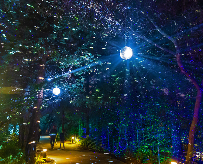 A forest pathway at night with twinkly lights