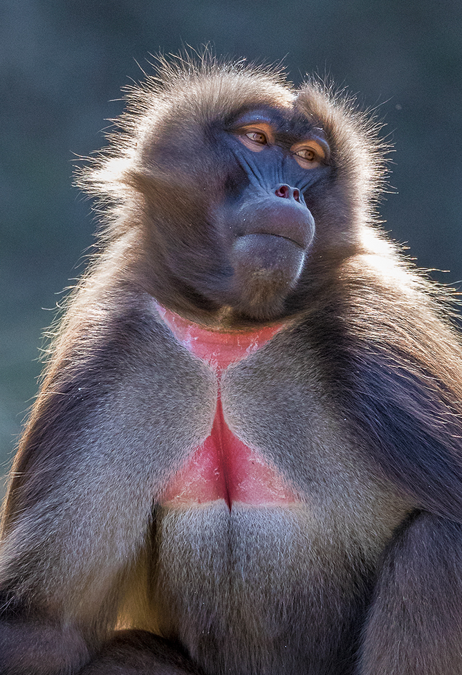 Gelada monkey portrait