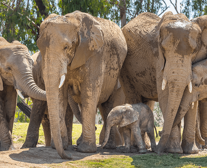 Group of elephants