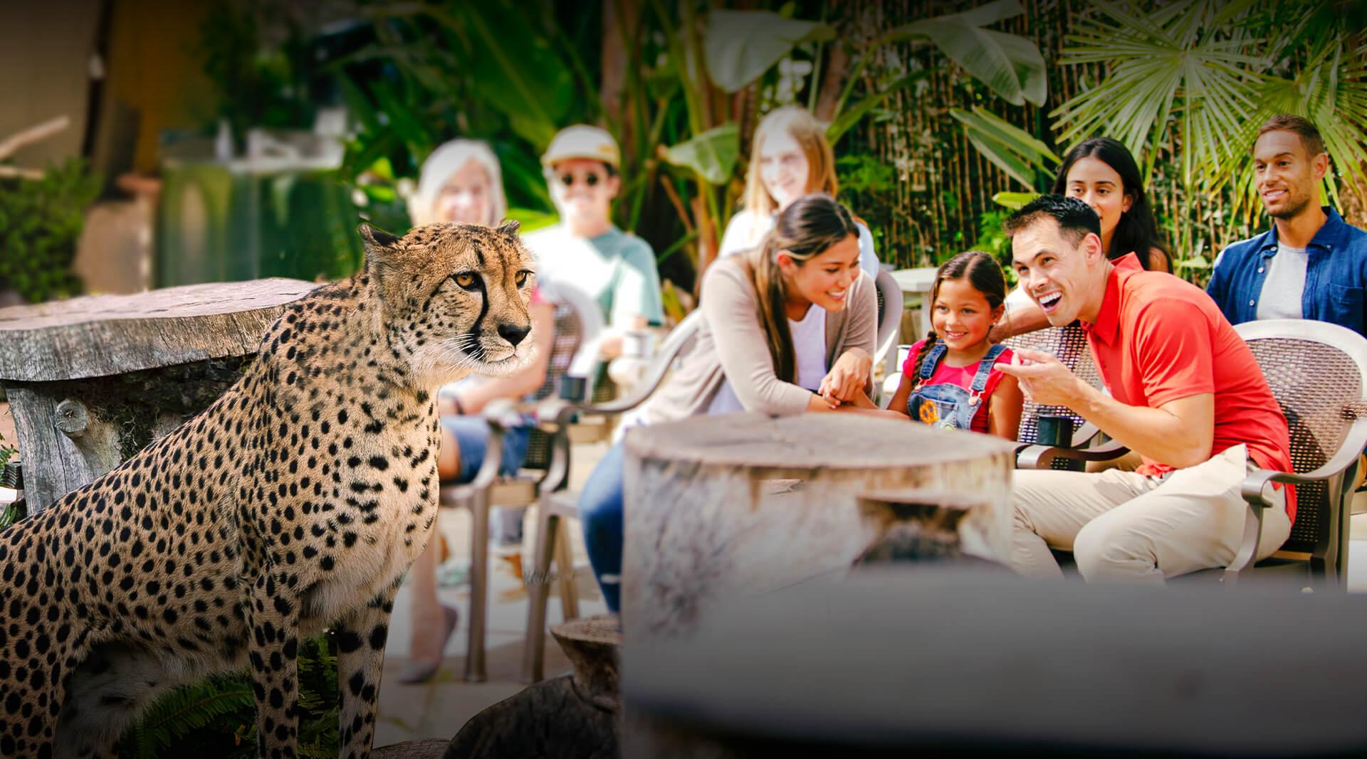 Wildlife presentation with a cheetah.