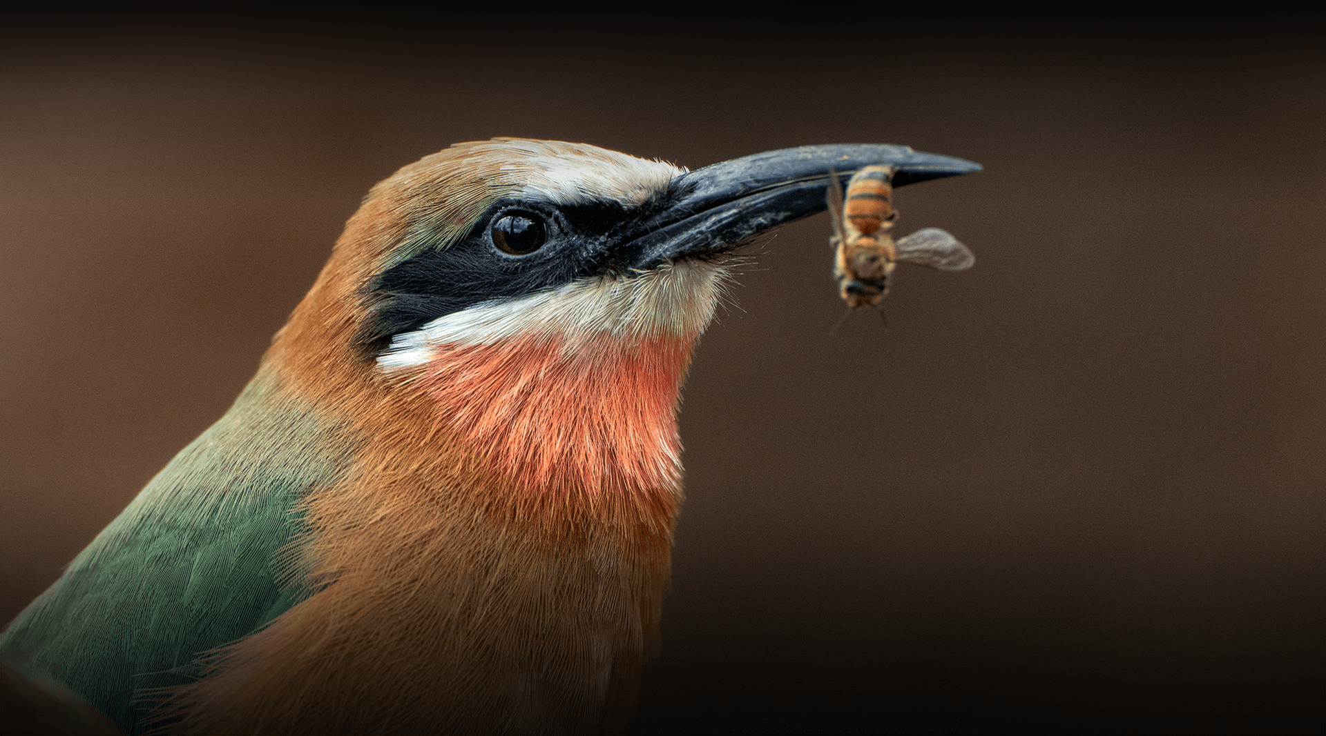 Bee-ater bird eats a bee. 
