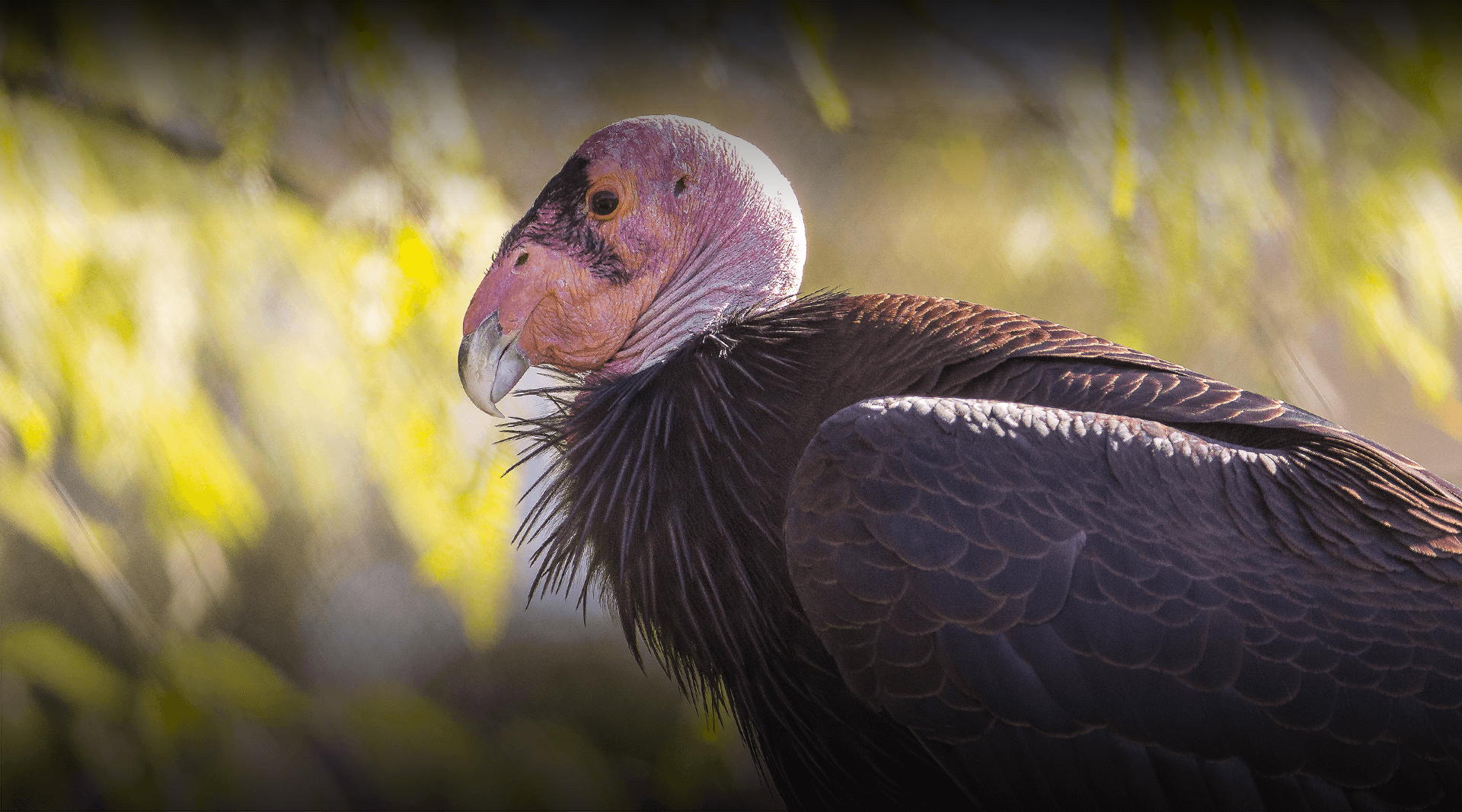 California condor stands and looks left