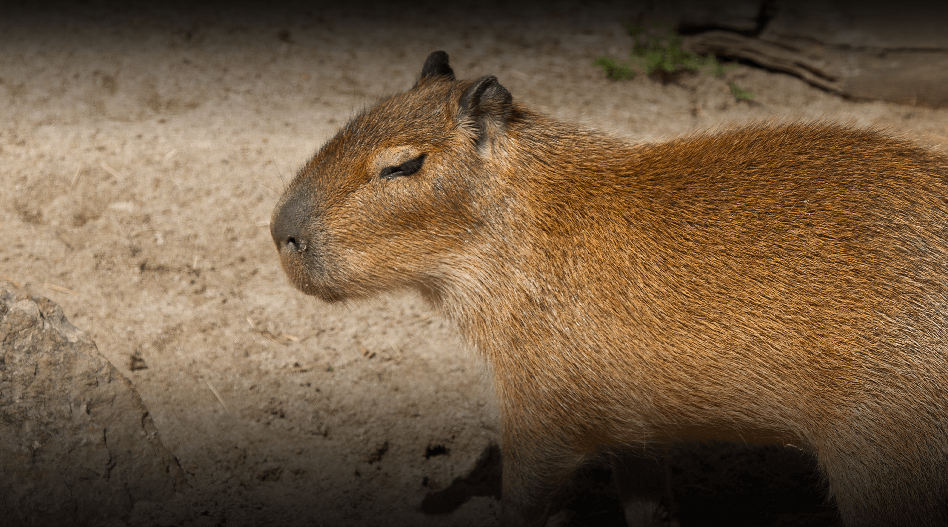 Capybara side profile. 