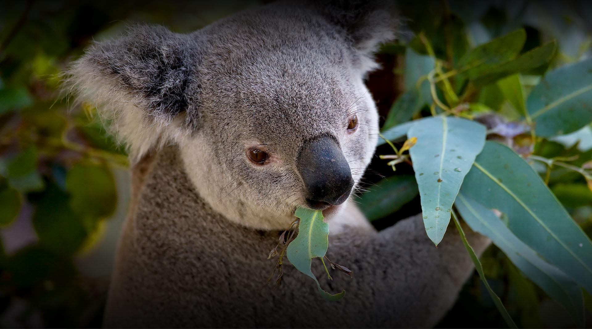 koala eating 