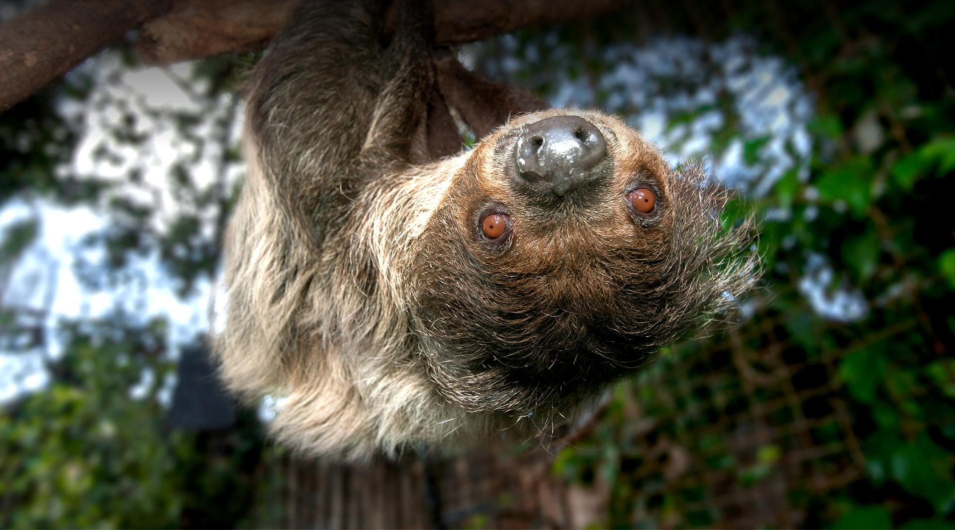 sloth hanging upside down
