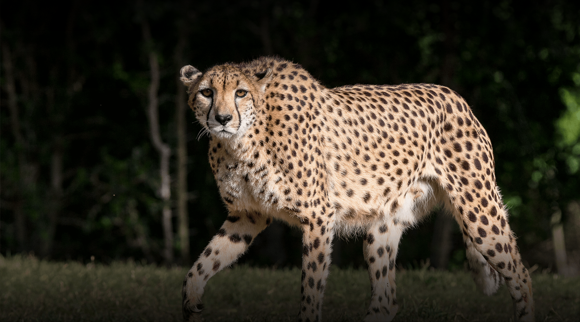 Cheetah walks left, looking at camera.