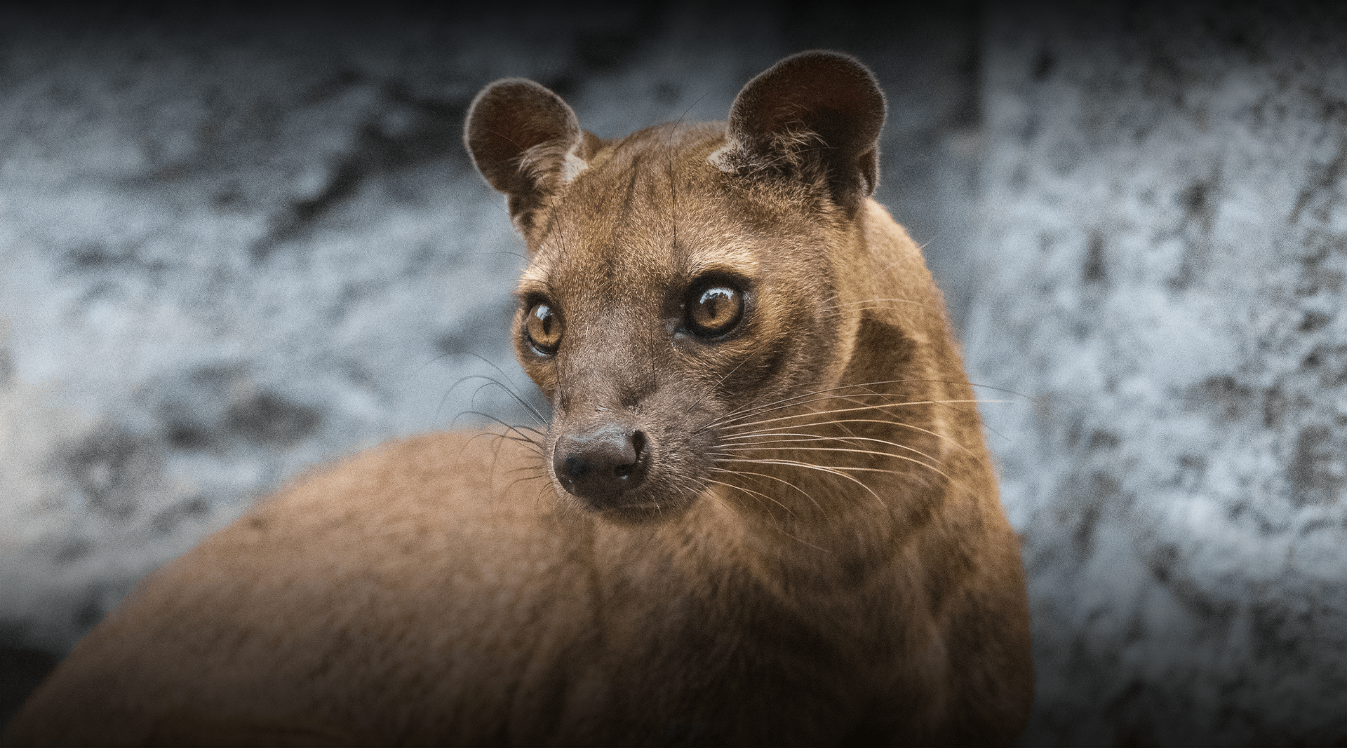 Fossa stands and looks left