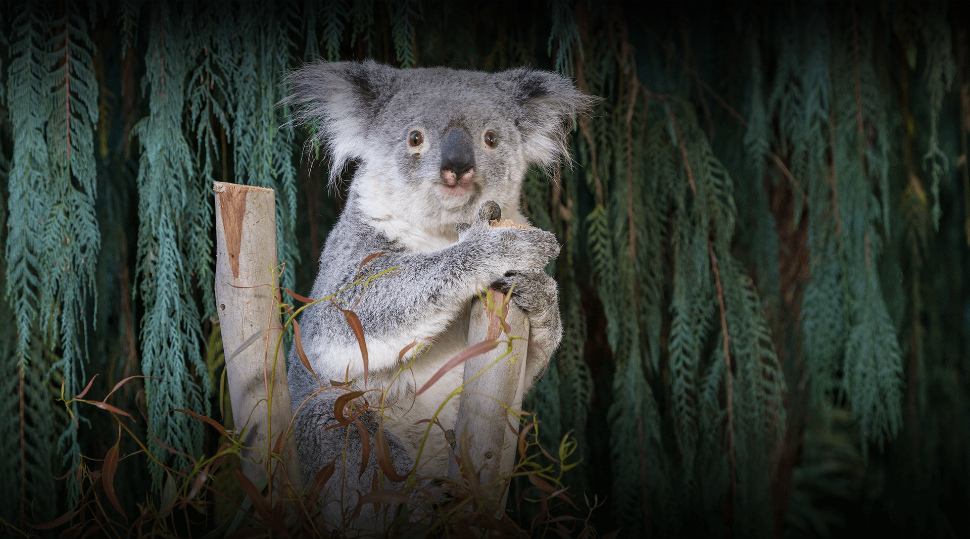Koala sits on a branch looking at camera. 