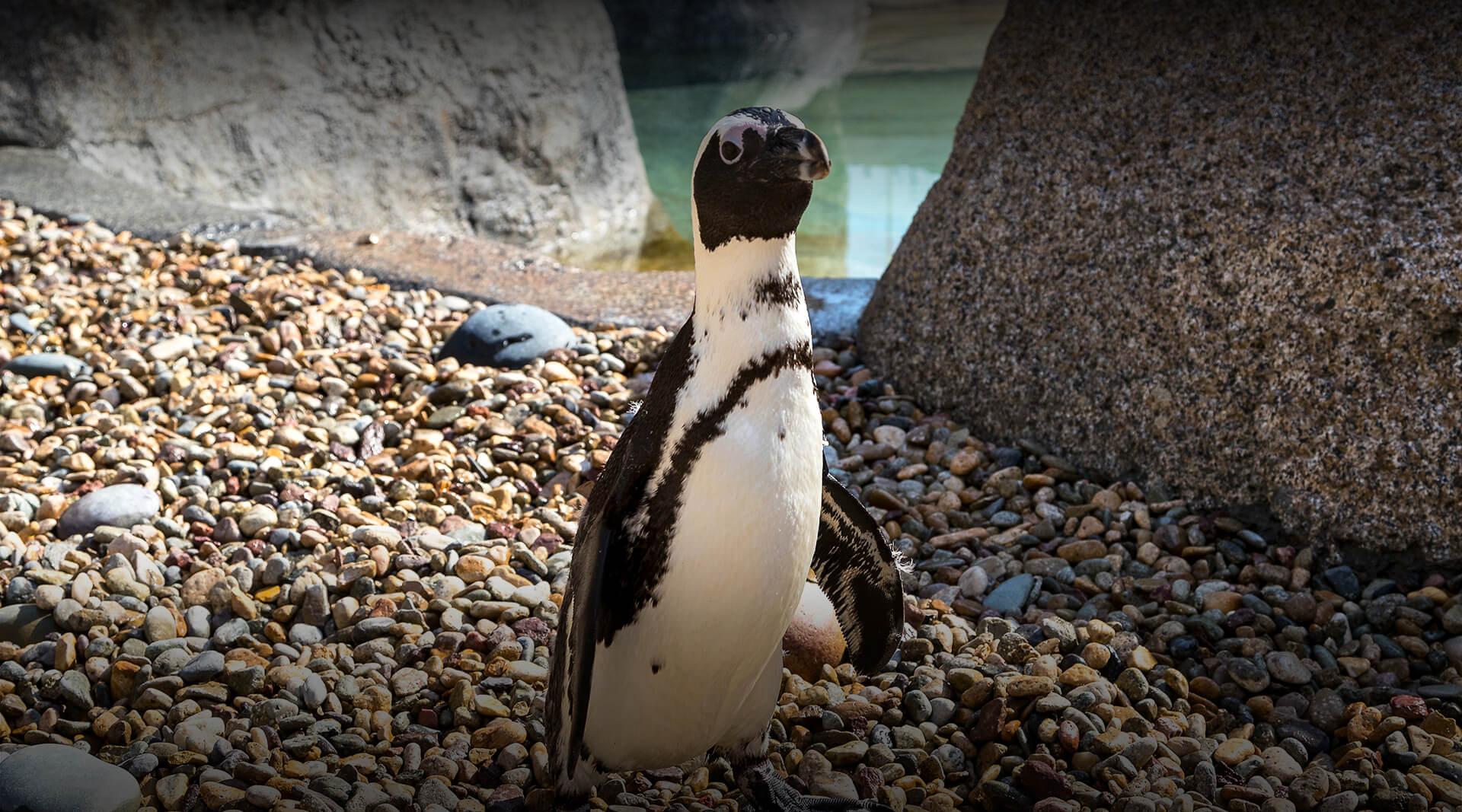 Penguin standing up straight.