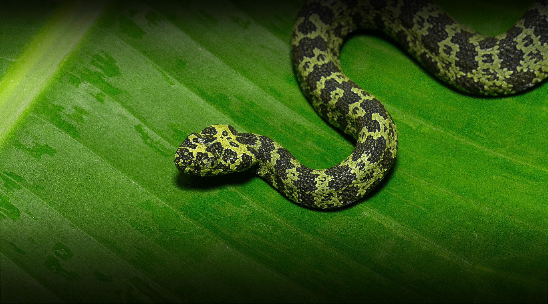 Mang Mountain Viper slithers on a leaf