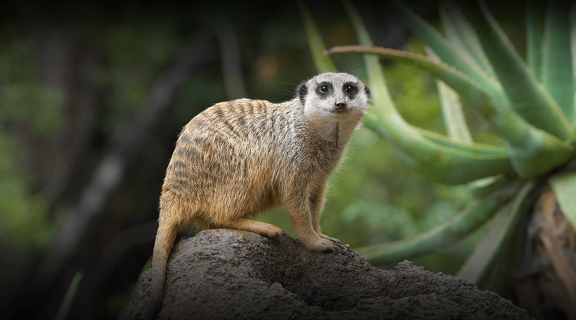 Meerkat stands on a rock, looking at camera