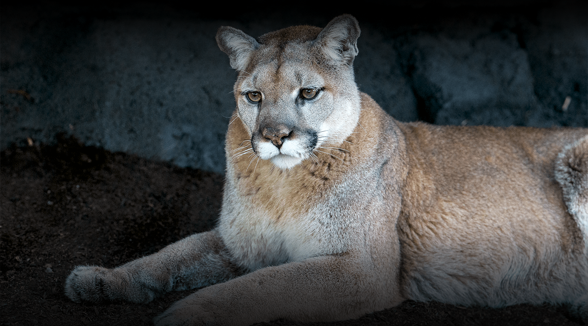 Mountain lion lays down and looks left