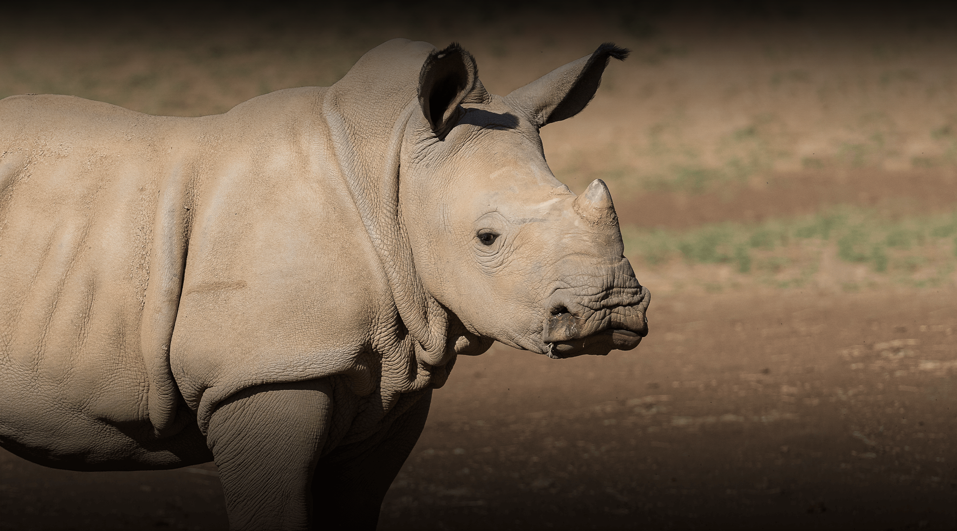 Rhino looks at the camera. 