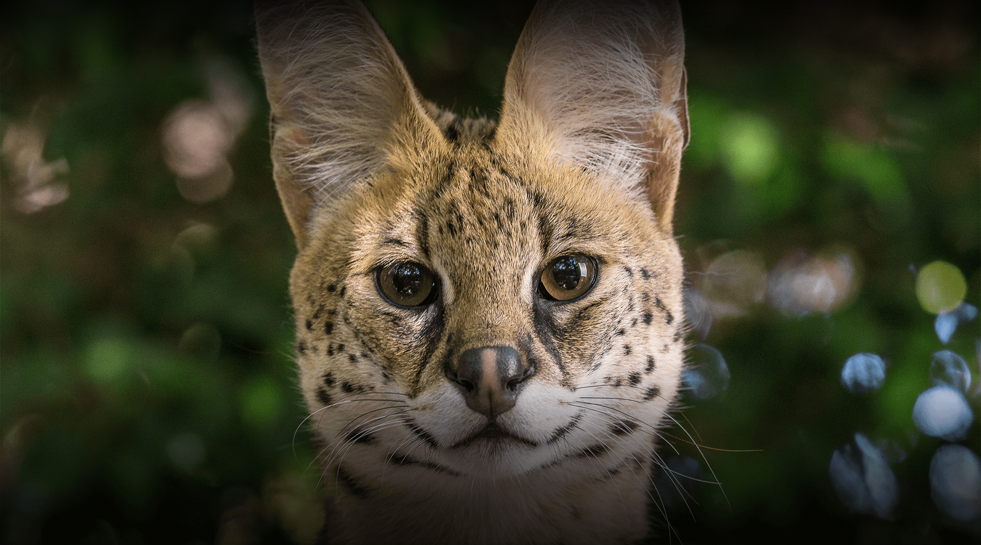Serval looks at the camera.