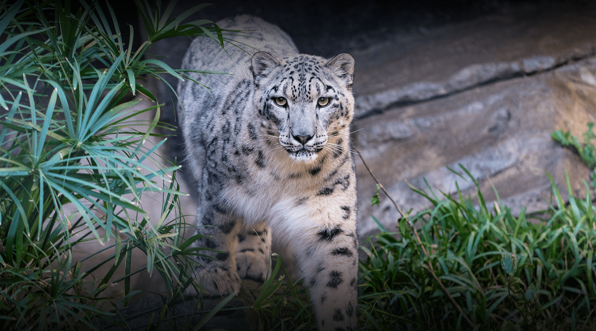 Snow leopard walks twoards the camera. 