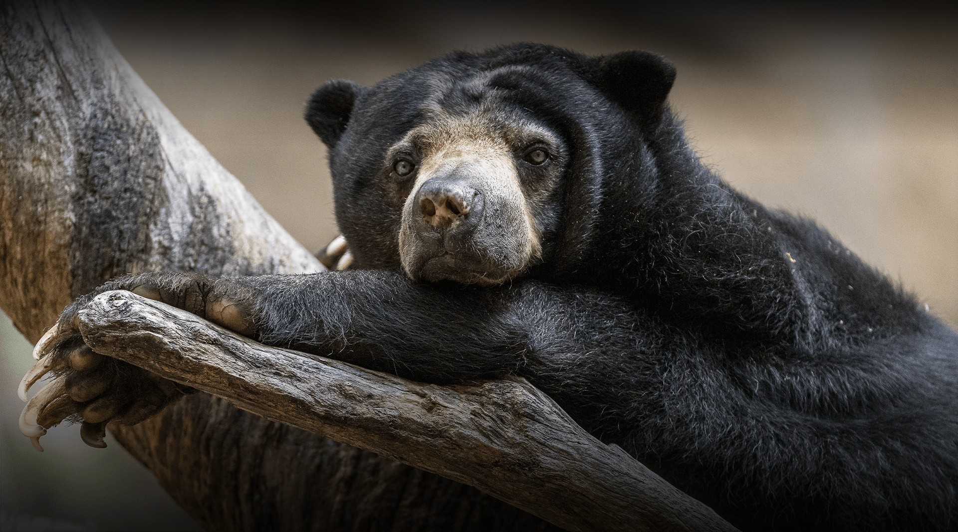 Sun bear lays on a branch and looks left. 