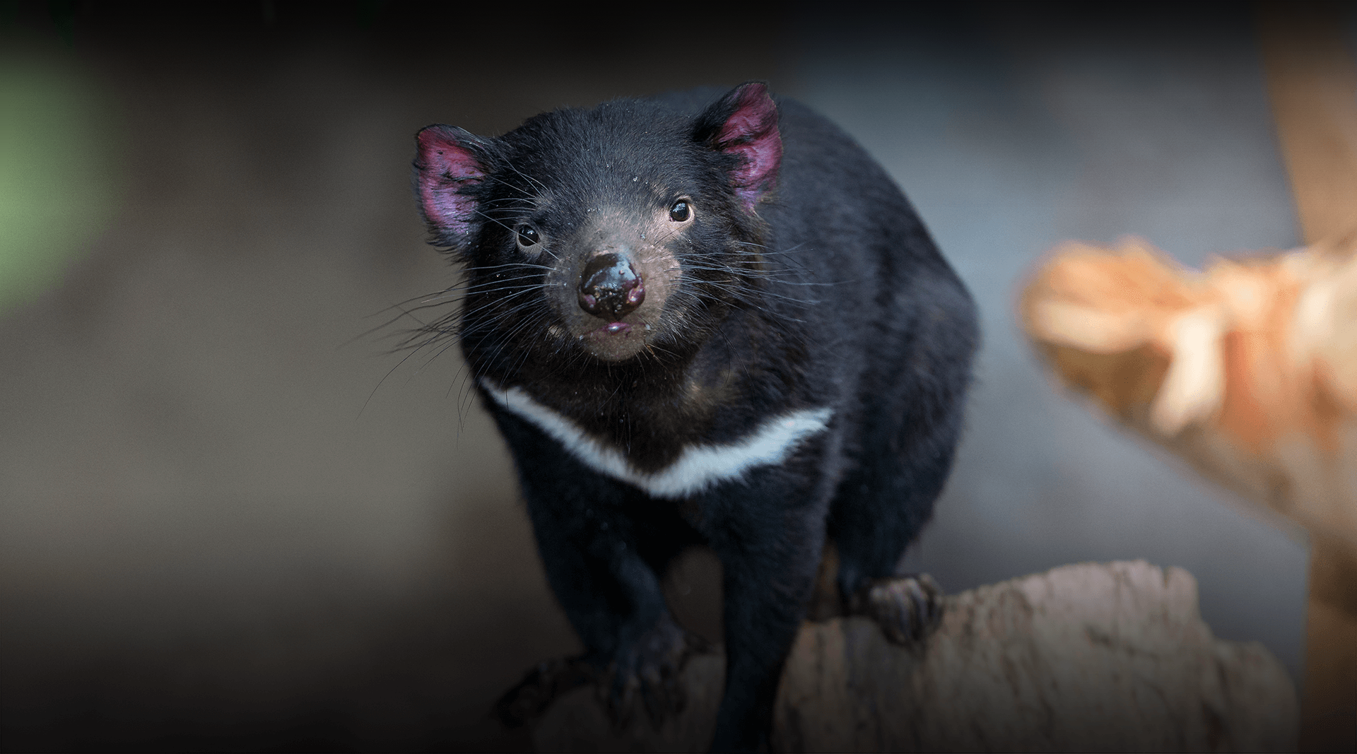 Tasmanian Devil stands on a rock, looking at camera