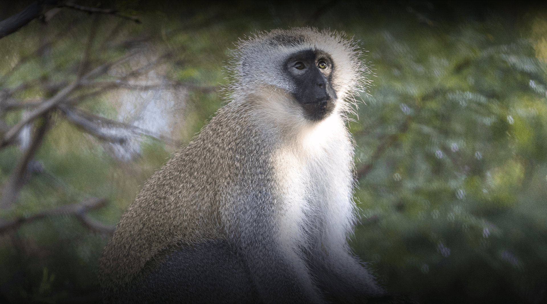 Vervet monkey stands and looks right