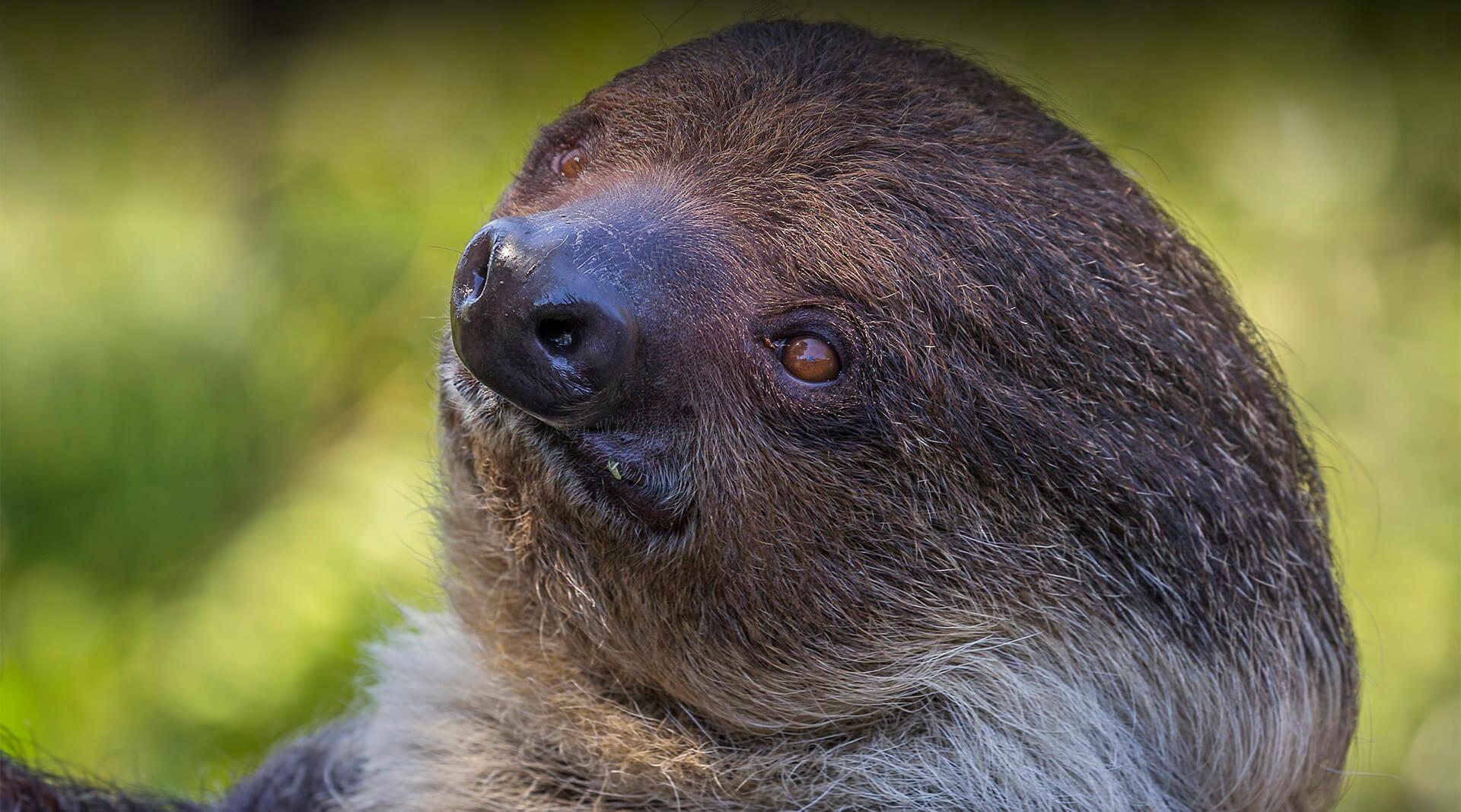 sloth head looks at camera