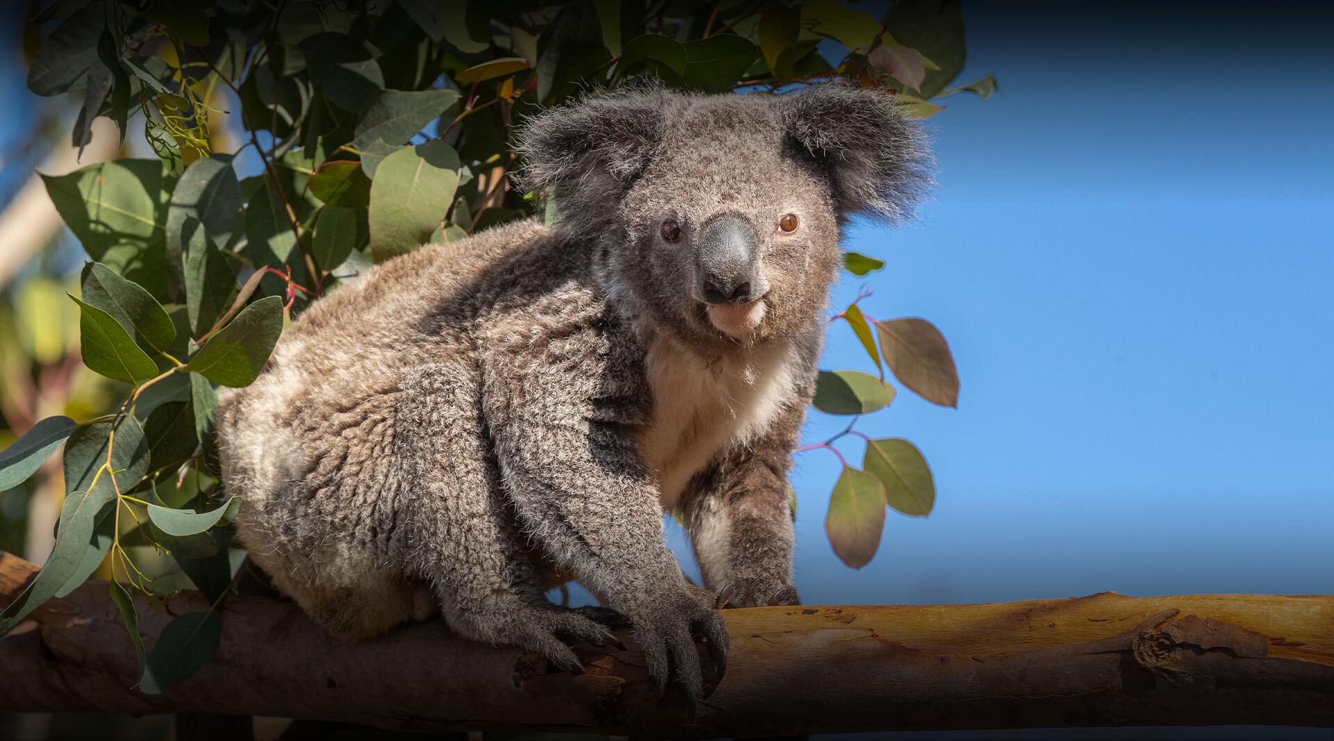 Koala sits on a branch looking at camera.