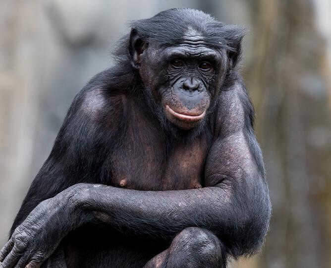 Bonobo sits with arms crossed and looks at the camera.