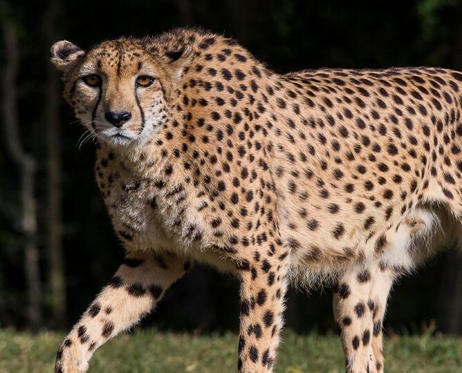 Cheetah walks left, looking at camera. 