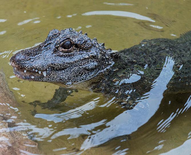 Chinese Alligator sticking its head out of water