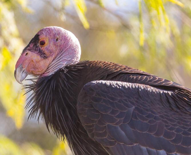 California condor stands and looks left