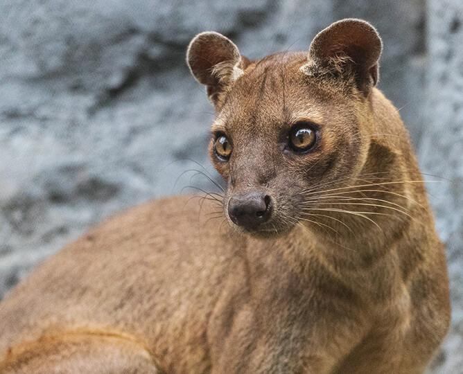 Fossa stands and looks left