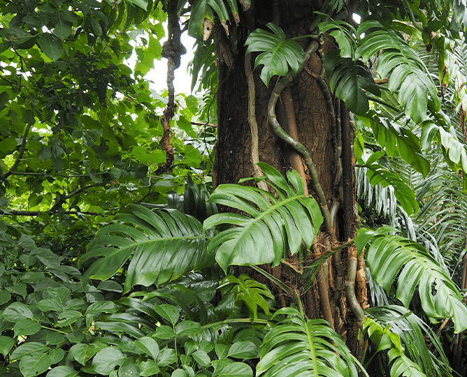 Tropical rainforest 