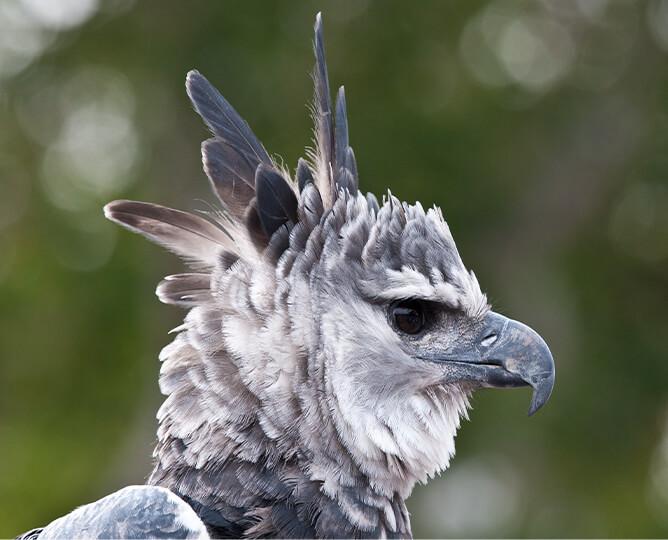 Head of a harpy eagle looking right. 