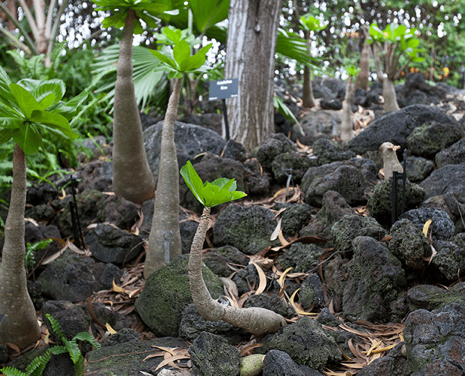 Hawaiian plants amongst lava rocks. 