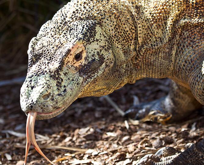 Komodo dragon looking at camera with tounge out. 
