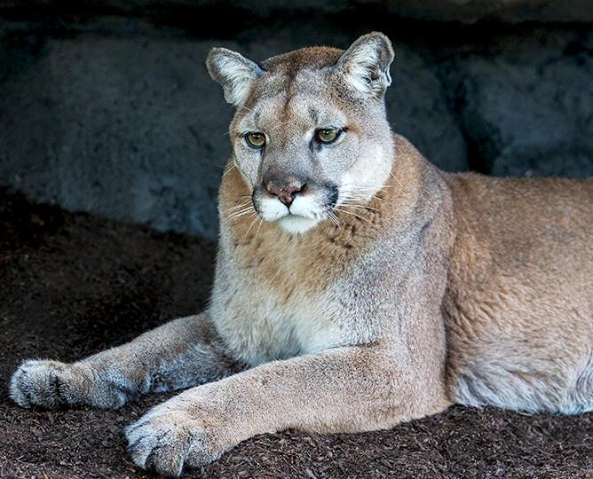 Mountain lion lays down and looks left