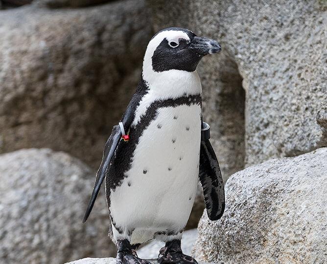 Penguin standing, looking right