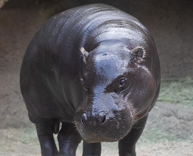 Pygmy Hippopotamus stands and looks at the camera