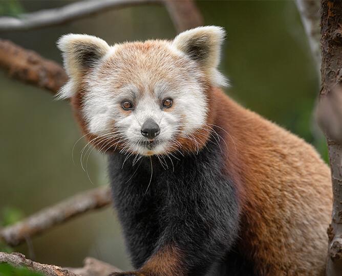 Red panda stands on a branch and looks at camera. 