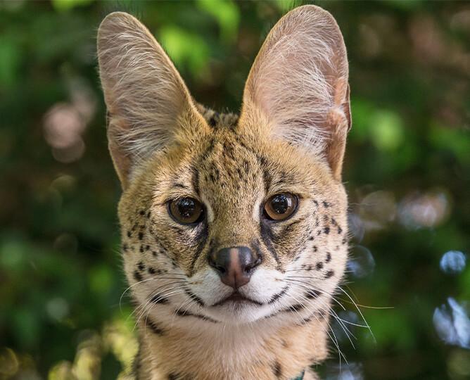 Serval looks at the camera.