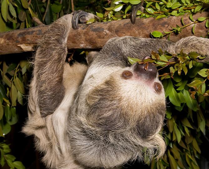 Sloth hangs from a branch and eats leaves.