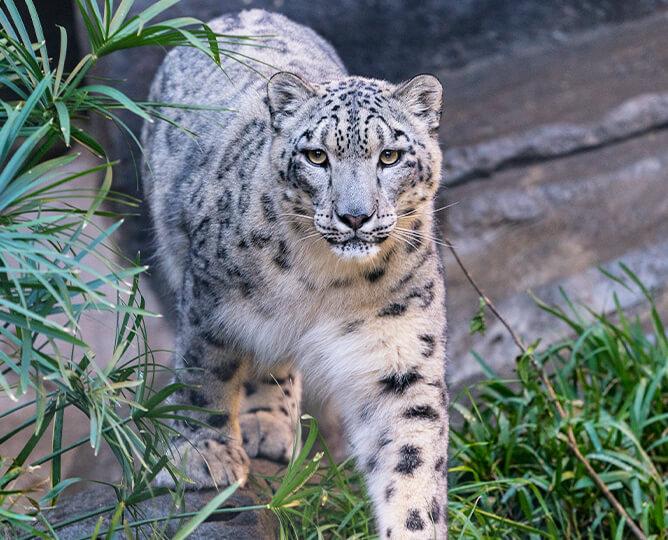 Snow leopard walks twoards the camera. 