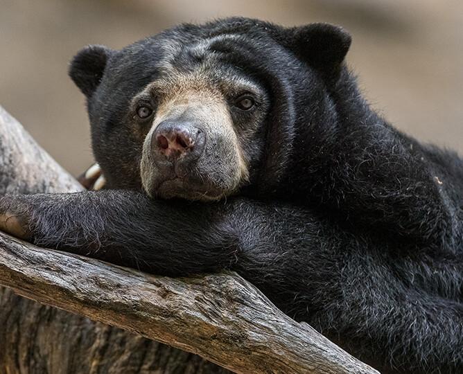 Sun bear lays on a branch and looks left.