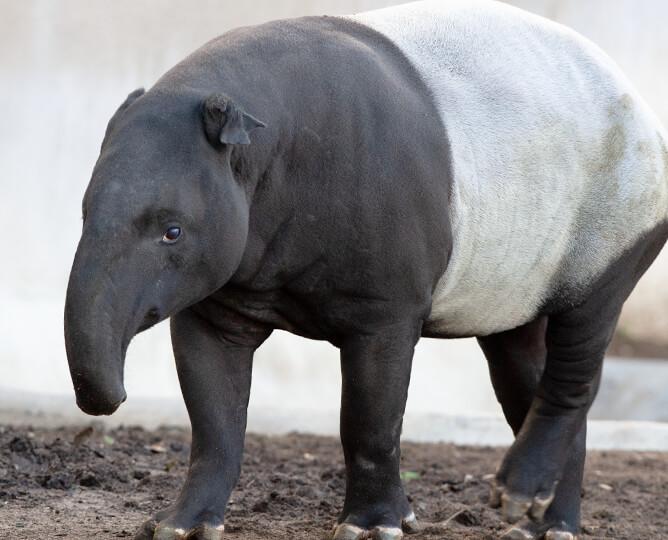 Tapir walks left