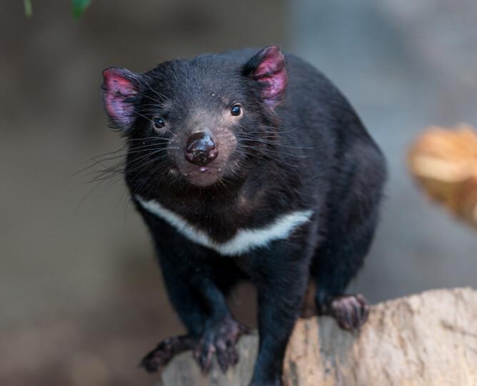 Tasmanian Devil stands on a rock, looking at camera