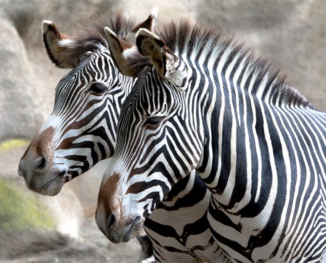 Two zebras stand and look left
