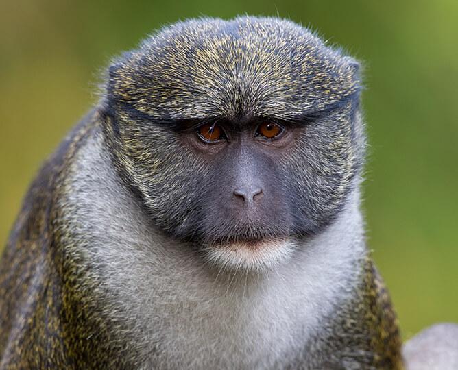 Monkey looks at camera