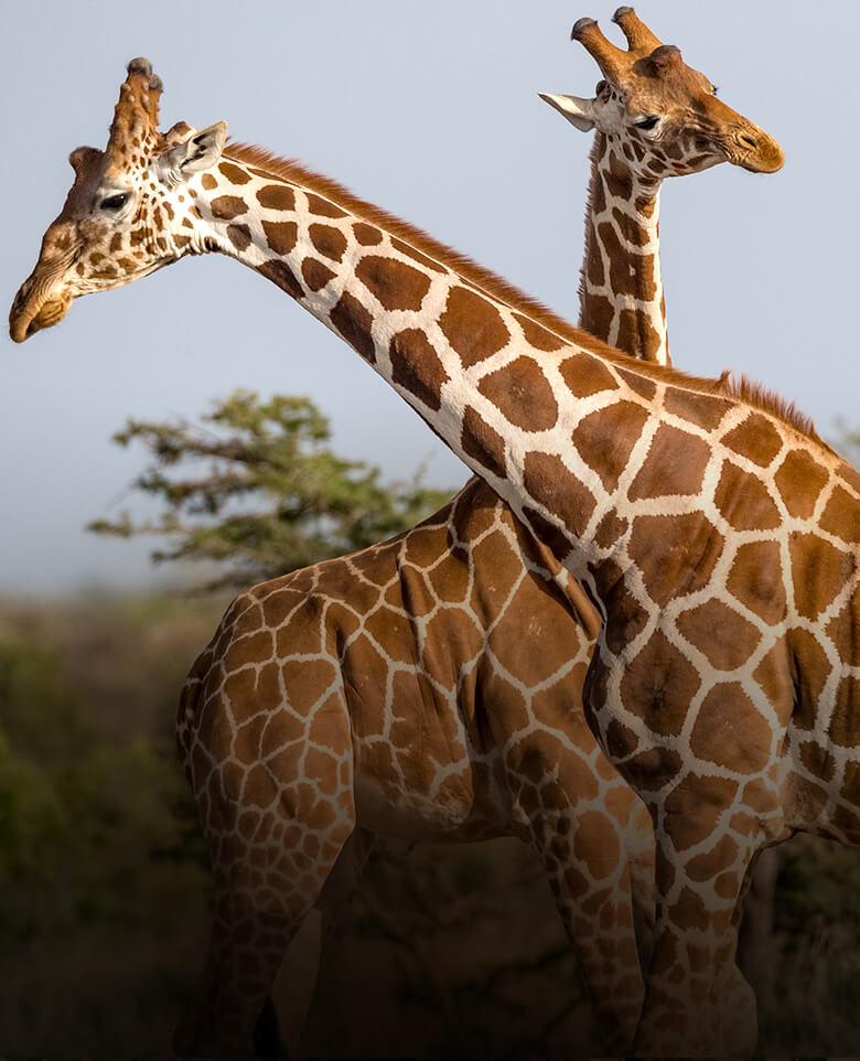 A pair of giraffes against a Kenyan landscape.