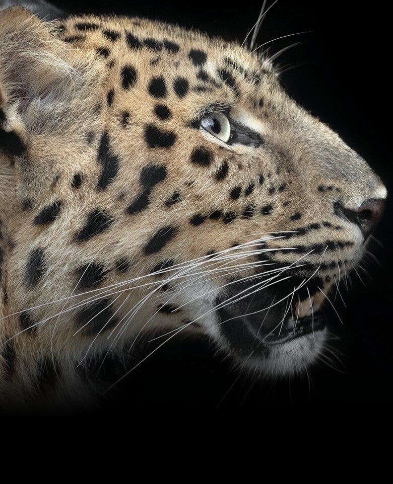 Amur leopard