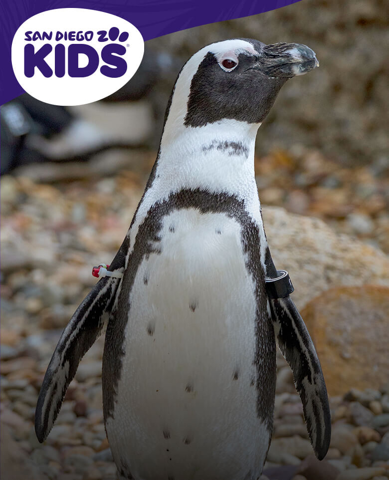 Penguin Cam | San Diego Zoo